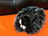 Maske  Elma Kafa  Chihuahua Şivava Yavru