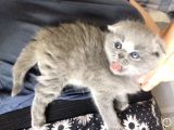 Dişi Scottish Fold