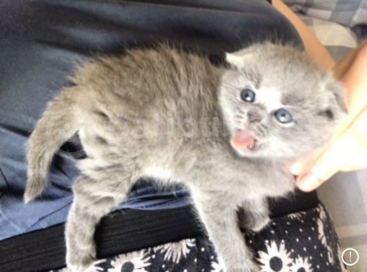 Dişi Scottish Fold görsel