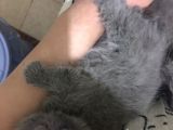Scottish Fold Erkek