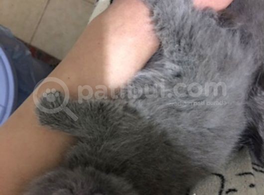 Scottish Fold Erkek görsel