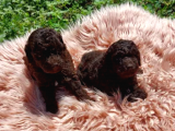 Nadi̇r Bulunan Çi̇kolata Rengi̇ Toy Poodle