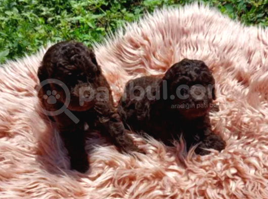 Nadi̇r Bulunan Çi̇kolata Rengi̇ Toy Poodle görsel