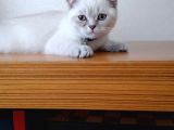 Scottish Fold Beyaz Yavru
