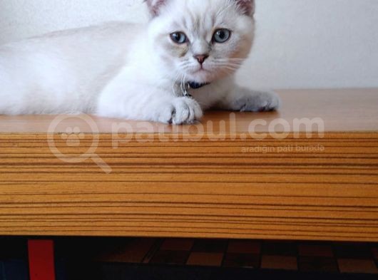 Scottish Fold Beyaz Yavru