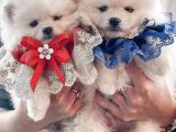 Ayı Surat Sevimli Mini Pomeranian