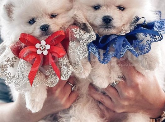 Ayı Surat Sevimli Mini Pomeranian