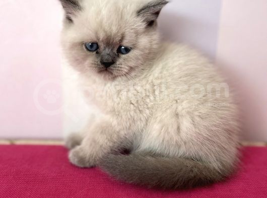 Afacan British Blue Point Yavrularımız görsel
