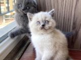 Scottish Fold Erkek