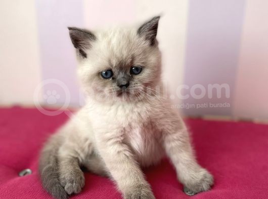 Afacan British Blue Point Yavrularımız görsel
