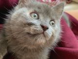 Russian Blue Anne British Baba 24 Mart Doğumlu