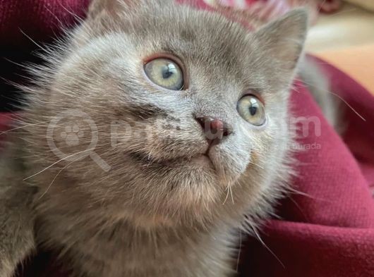 Russian Blue Anne British Baba 24 Mart Doğumlu