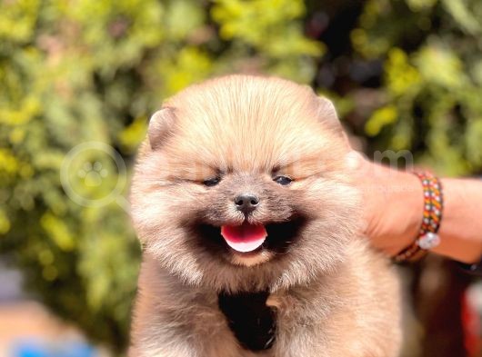 Safkan Pomeranian Yavrular görsel