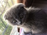 Dişi Scottish Fold