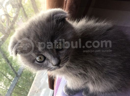 Dişi Scottish Fold