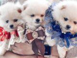 Ayı Surat Sevimli Mini Pomeranian