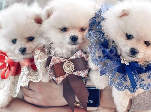 Ayı Surat Sevimli Mini Pomeranian görsel