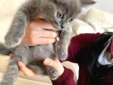 Russian Blue Anne British Baba 24 Mart Doğumlu