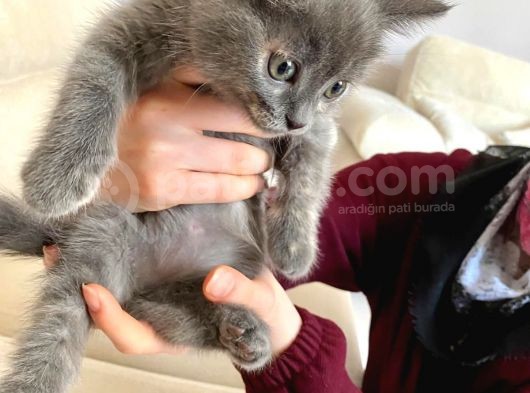 Russian Blue Anne British Baba 24 Mart Doğumlu görsel