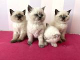 Afacan British Blue Point Yavrularımız