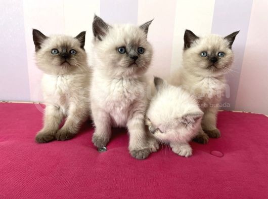 Afacan British Blue Point Yavrularımız