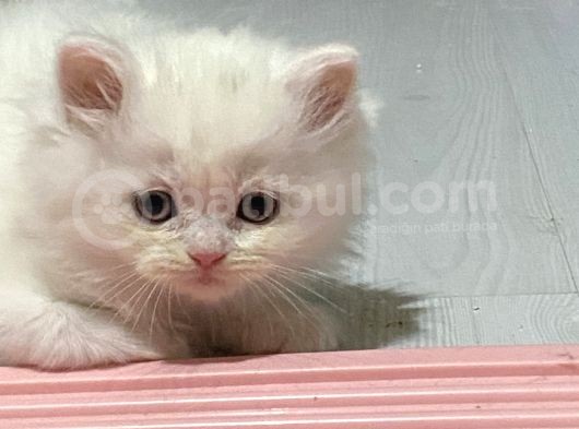 Kendi Kedimin Yavruları Geleni Üzmem görsel