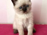 Afacan British Blue Point Yavrularımız