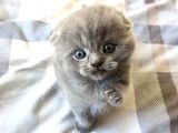 Scottish Fold Erkek
