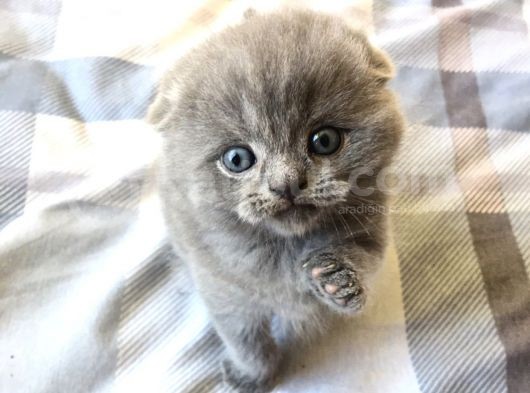 Scottish Fold Erkek görsel