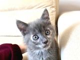 Russian Blue Anne British Baba 24 Mart Doğumlu
