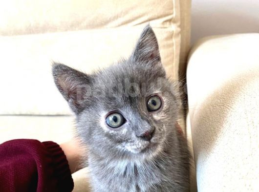 Russian Blue Anne British Baba 24 Mart Doğumlu görsel