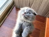 Dişi Scottish Fold