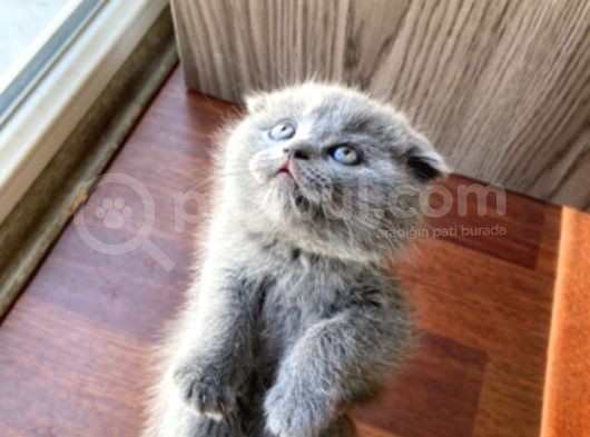 Dişi Scottish Fold görsel