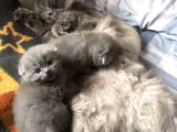 Scottish Fold Erkek