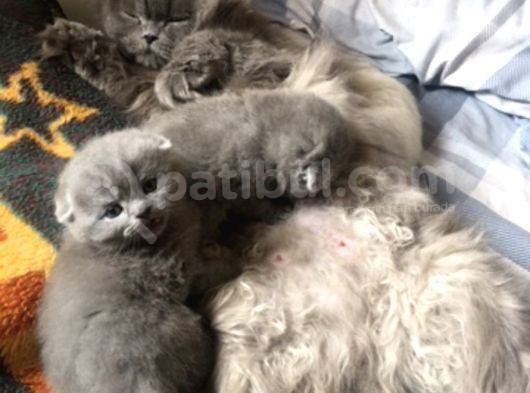 Scottish Fold Erkek görsel
