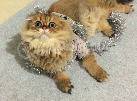 Ocak 2020 Doğumlu Uyumlu Oyuncu Kedi̇mi̇z görsel