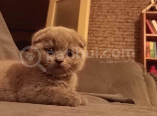 Babalık Hakkımız Çok Tatlı görsel
