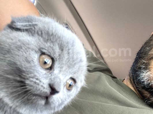 Babalık Hakkımız Çok Tatlı görsel