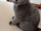 Russian Blue Anne British Baba 24 Mart Doğumlu