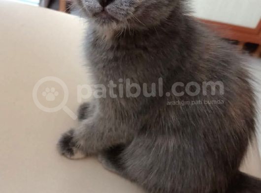Russian Blue Anne British Baba 24 Mart Doğumlu görsel