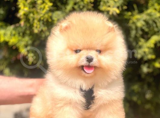 Safkan Pomeranian Yavrular