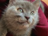 Russian Blue Anne British Baba 24 Mart Doğumlu