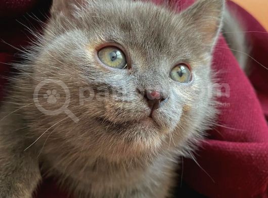 Russian Blue Anne British Baba 24 Mart Doğumlu görsel