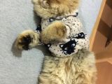 Ocak 2020 Doğumlu Uyumlu Oyuncu Kedi̇mi̇z