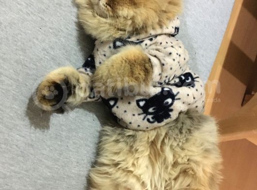 Ocak 2020 Doğumlu Uyumlu Oyuncu Kedi̇mi̇z görsel