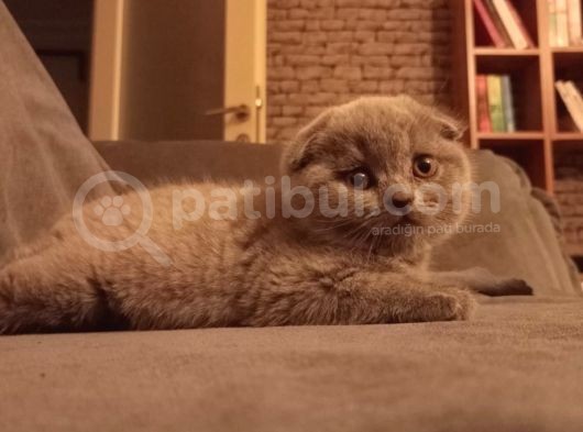 Babalık Hakkımız Çok Tatlı görsel