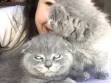 Scottish Fold Erkek