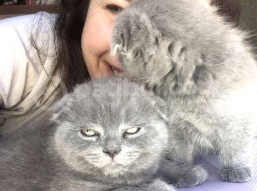 Scottish Fold Erkek görsel