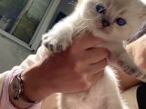 Kendi Kedimin Ev Doğumlu Yavruları