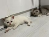 Kendi Kedimin Yavruları Geleni Üzmem